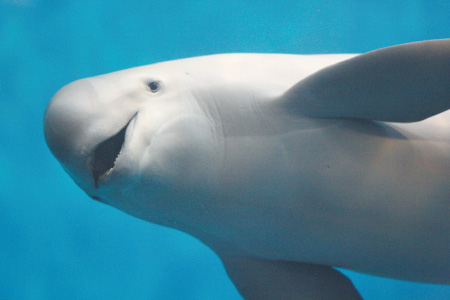 もっと！ 水の惑星紀行